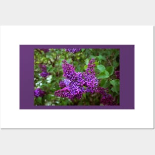 Vivid Purple Lilacs Posters and Art